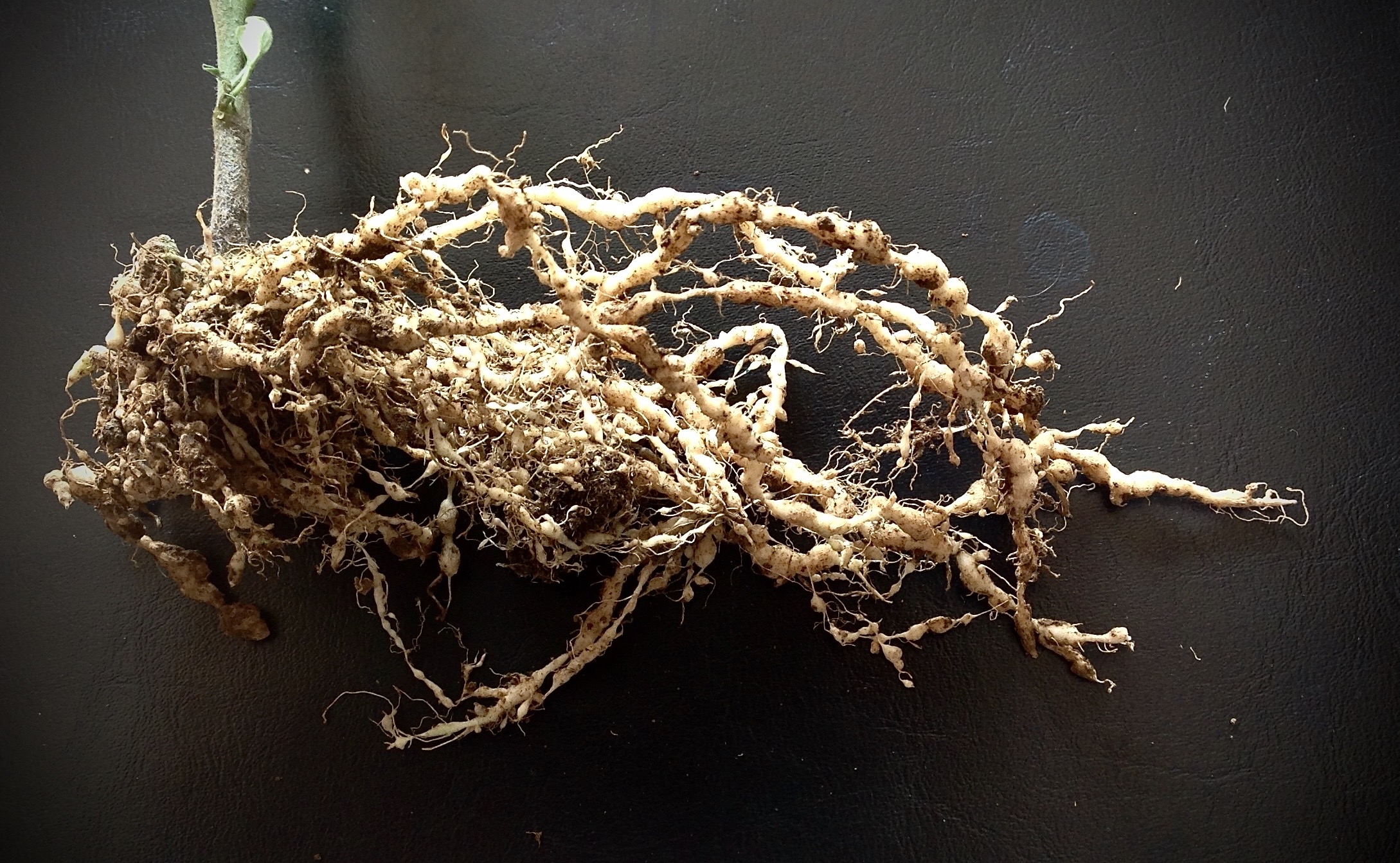 Nemátodos en cultivo de tomate Agroinsumos El Field